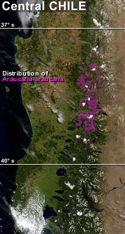 The distribution of A. araucana in Central Chile