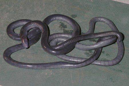 The longest species of caecilian, Caecilia thompsoni, can grow to be 1.5 m in length