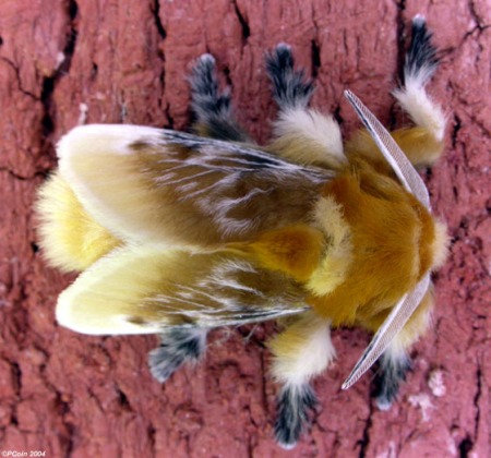 A flannel moth, Megalopyge opercularis, spotted in North Carolina