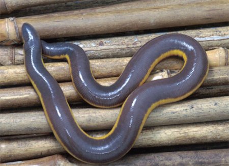 Ichthyophis bannanicus, the same type of caecilian as shown above with the tentacle