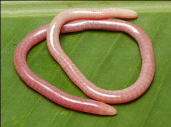 A recently-discovered Indian caecilian, Gegeneophis mhadeiensis