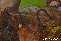 The tiny Sagalla caecilian, Boulengerula niedeni, found only on Sagall Hill in SE Kenya