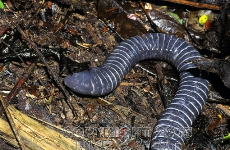 A ringed female caecilian, Siphonops annulatus, found in Ecuador