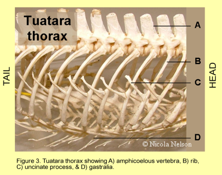 Tuataras have abdominal ribs, called gastralia, that gird their underside. They also have pronounced uncinate processes.