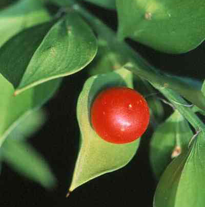 A close-up of a Ruscus aculeatus fruit